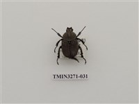 藏品(台灣角金龜)的圖片